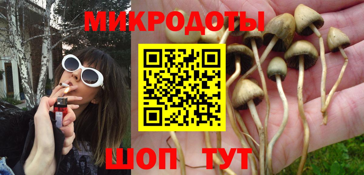 Кузнецк  как найти   Вход с VPN  Галлюциногенные грибы мицелий  Псилоцибиновые грибы Psilocybe 